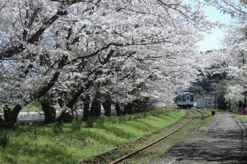 桜の駅　浦ノ崎駅